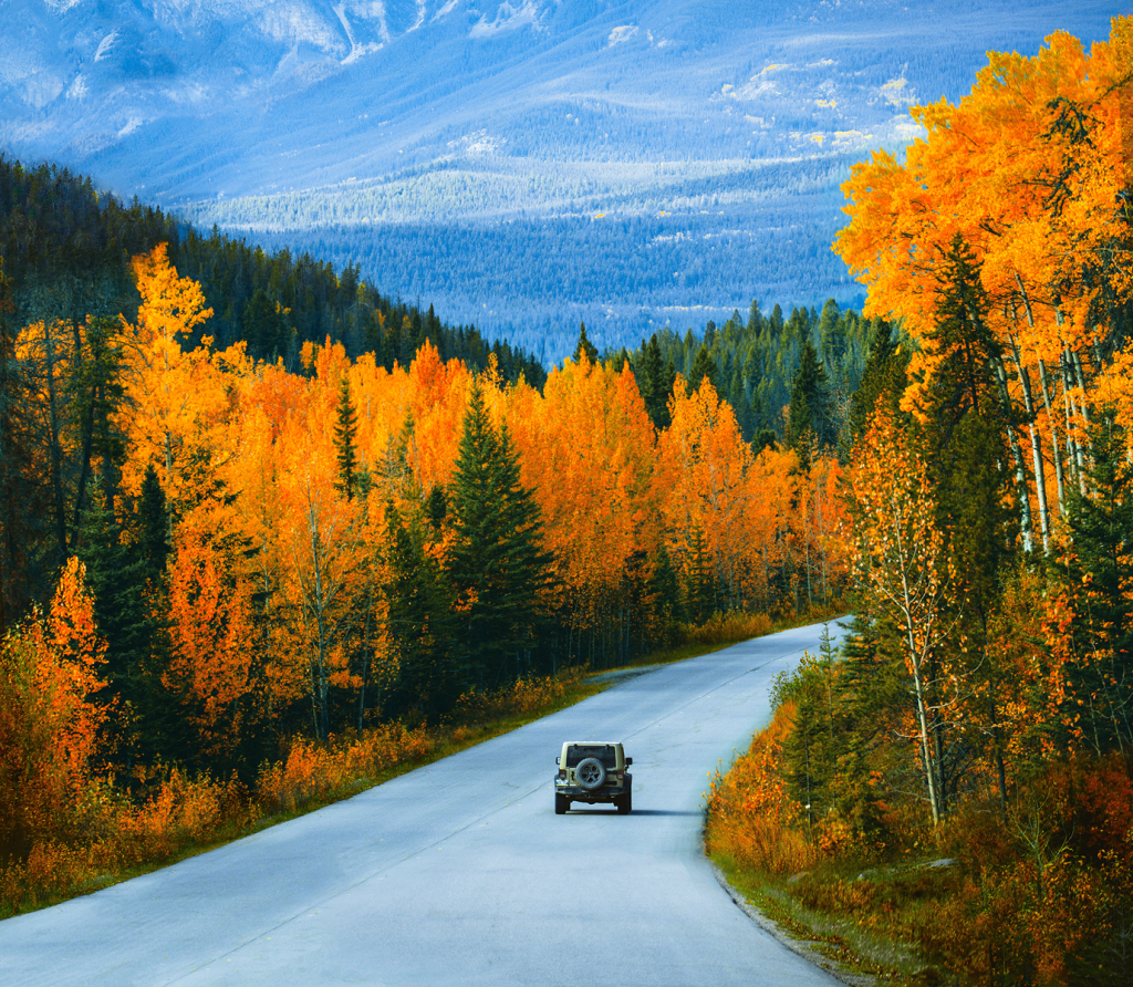 A paved road curves gently through a dense forest in autumn, where bright orange and golden-yellow deciduous trees contrast with darker green evergreens. A single vehicle drives away from the viewer along the road. In the background, layered blue-gray mountains rise under soft, even daylight, creating a cool-toned backdrop that emphasizes the vivid fall foliage in the foreground.